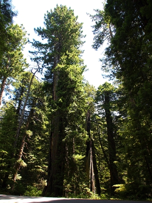 [The focal point of this photo is a tree with a very large diameter trunk.]